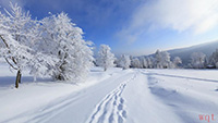 冬天唯美的雪景(10)