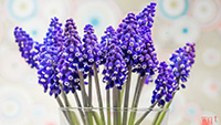 风信子是西洋的水仙花(14)