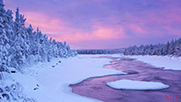 森林唯美雪地雪景(10)
